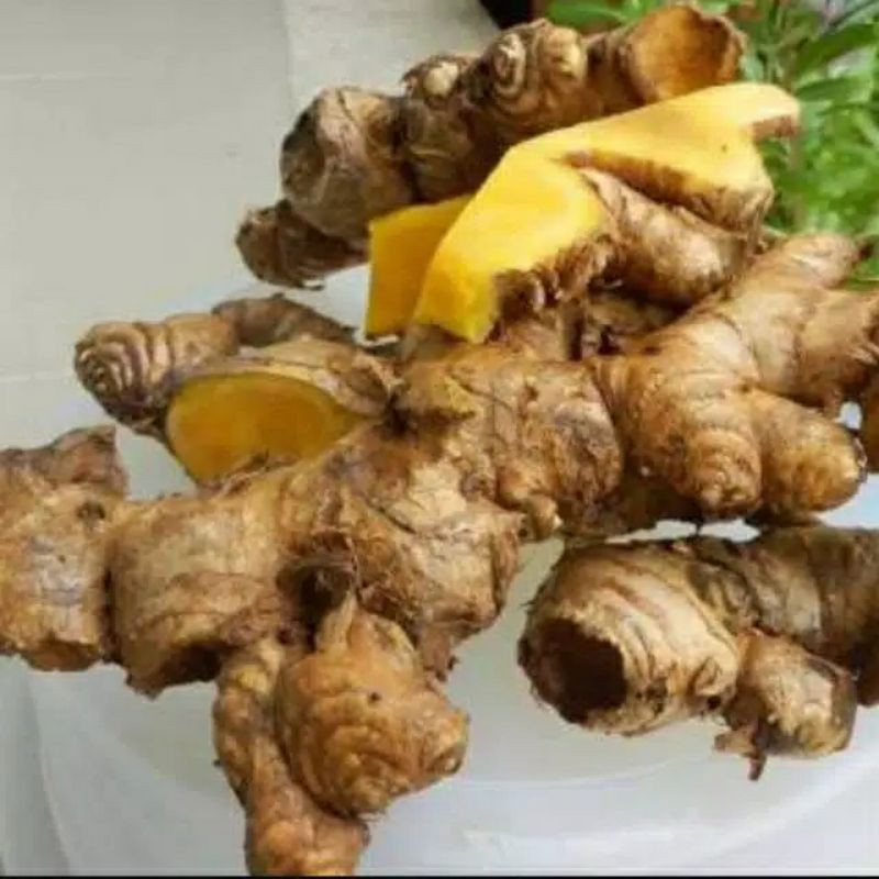 

Panglai atau Bangle segar 200 gr