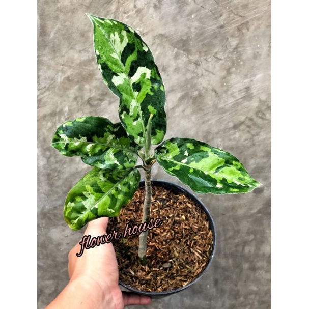 BONGGOL Aglonema Pictum Tricolor