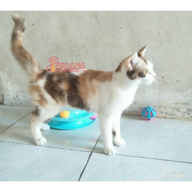 Vit. Fortan with MunchkinNS97