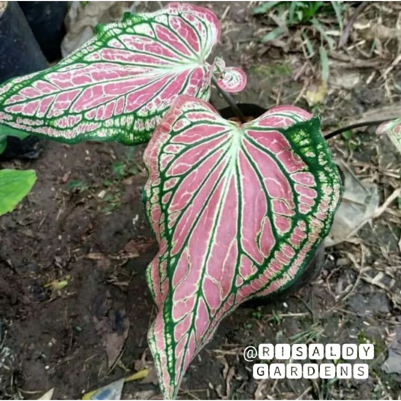 tanaman hias keladi wayang / keladi batik wayang