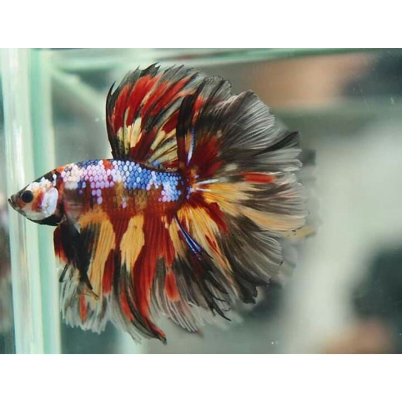 HALFMOON NEMO GALAXY KOI GALAXY MALE