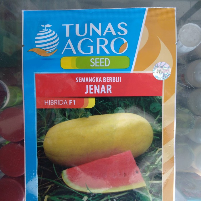 Benih Semangka Kulit Kuning Daging Merah - Bibit Semangka Jenar F1