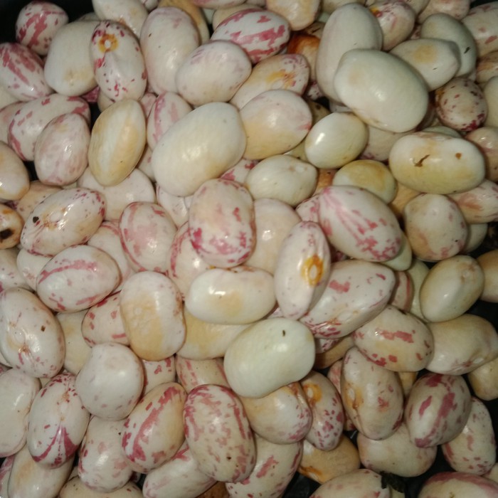 

Kacang Ndul 250 gram | GRATIS minimal belanja 69rb CEK DESKRIPSI