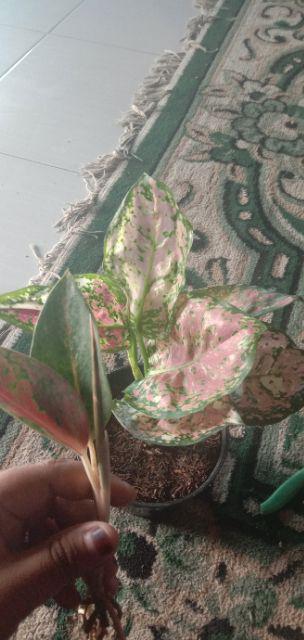 Aglaonema Dud Tri Colour/bunga Tri Colour