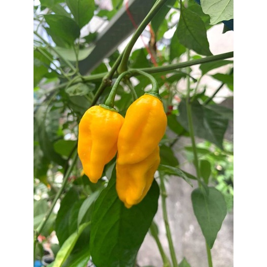 Benih Bibit Biji - Cabai Fatalii Yellow Cabe Super Pedas Pepper Seeds