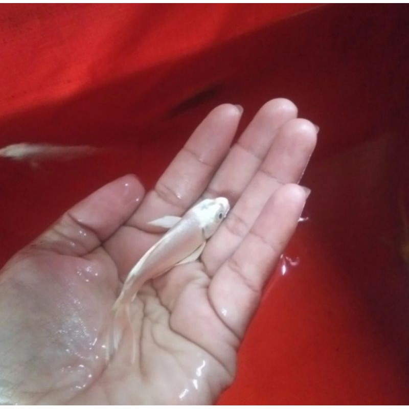 Ikan koi kumpay platinum
