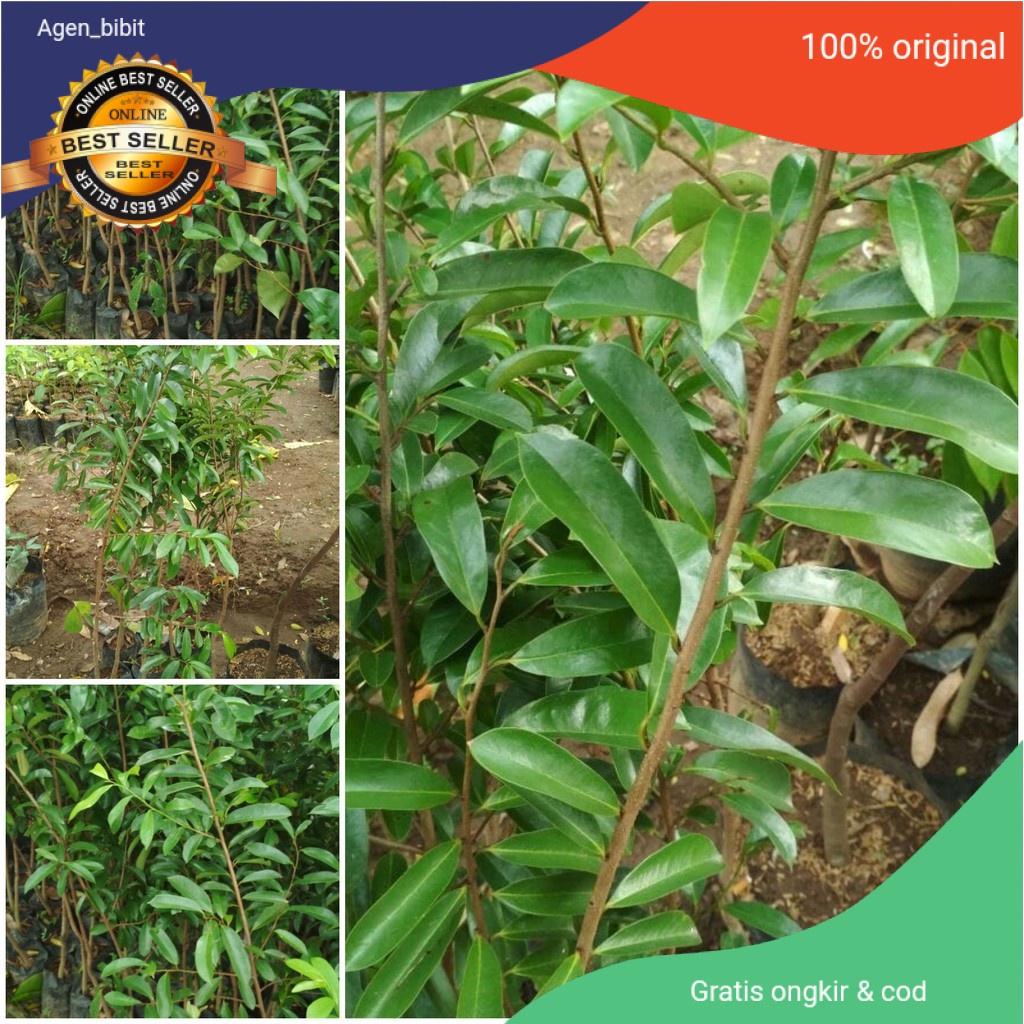 Bibit Sirsak Merah jumbo (beli 5 gratis 1) sudah okulasi