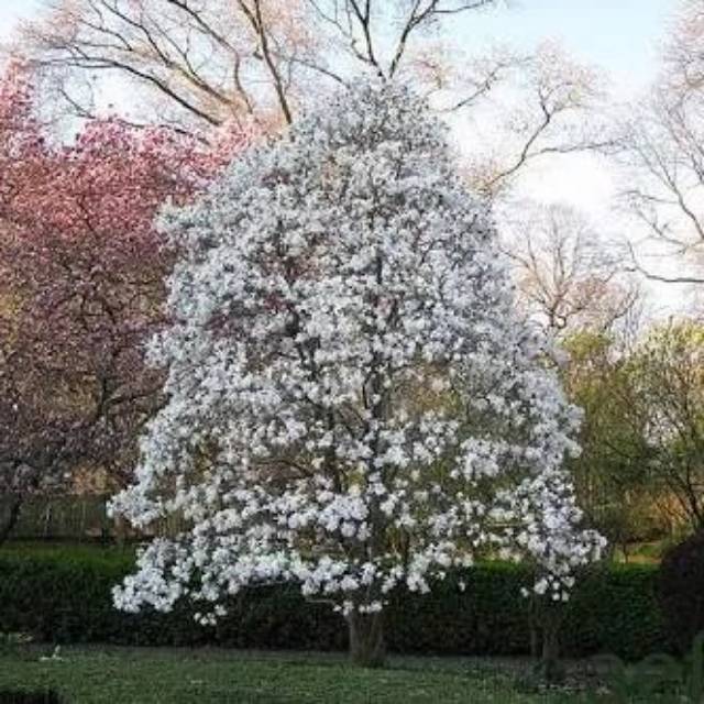 Benih Bunga tabebuya Putih