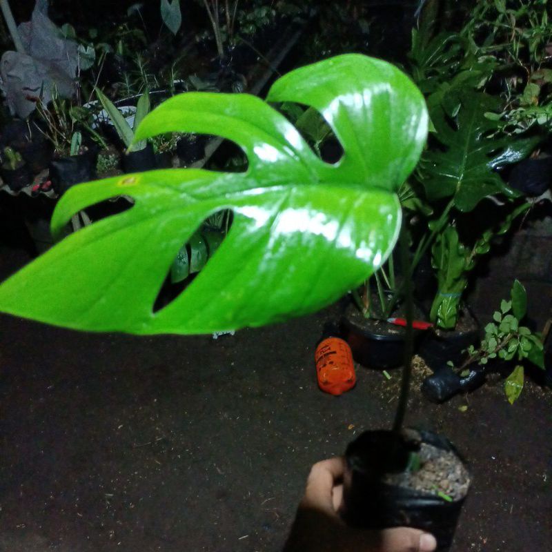 monstera Tetra sperma 1 daun