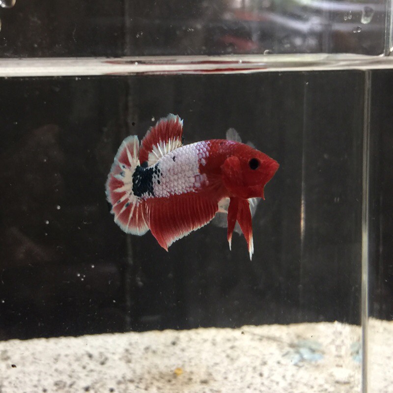 Cupang White Scale Red Head (PREMIUM QUALITY)