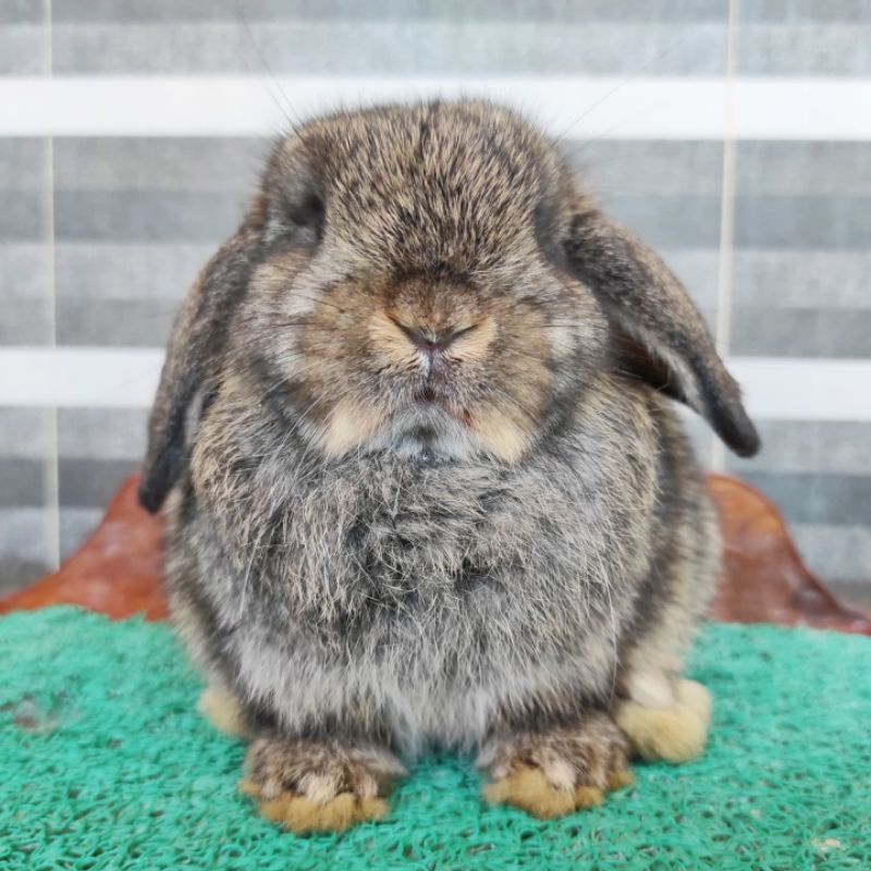 kelinci holland lop junior buck good quality
