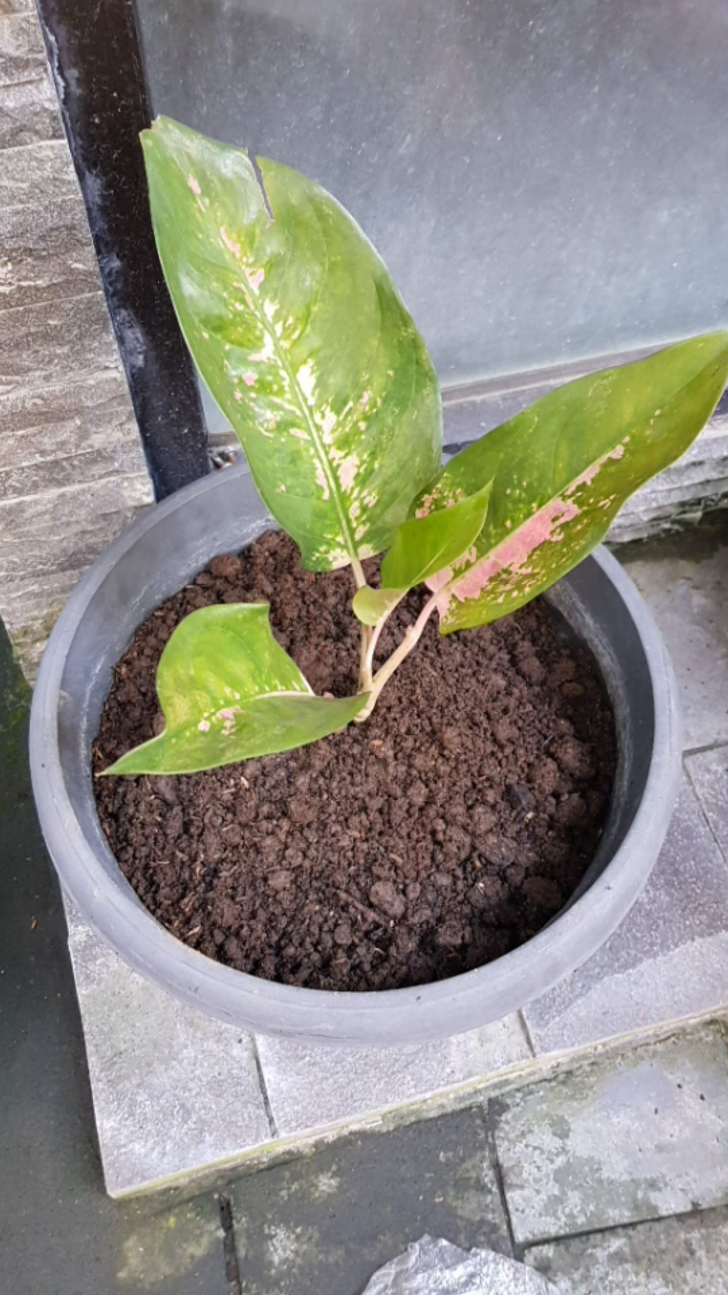 Tanaman Hias Paket Agloenema Cantik Dan Indah