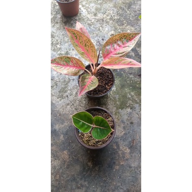paket 2 aglonema legacy dan flaminggo