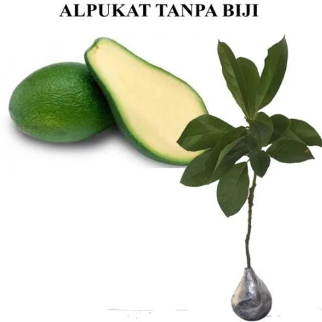 Alpukat Non Biji
