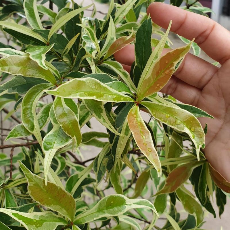 Tanaman Hias Pucuk Merah Varigata / pucuk putih