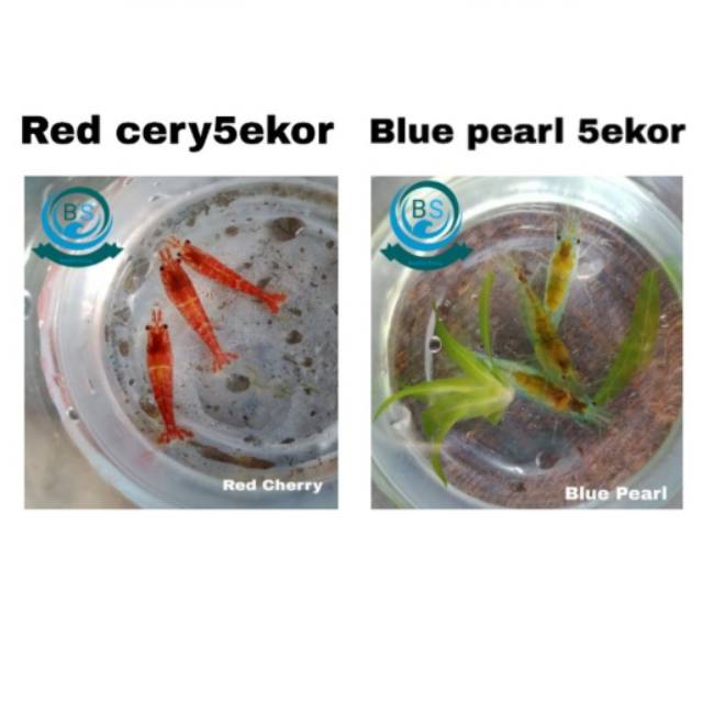 Paket hemat Red Cherry 5ekor dan Blue Pearl 5ekor Udang Hias Aquarium Beautiful Shrimp.