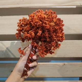 Bunga edelweis kering Shopee Indonesia Bunga edelweis kering Shopee Indonesia