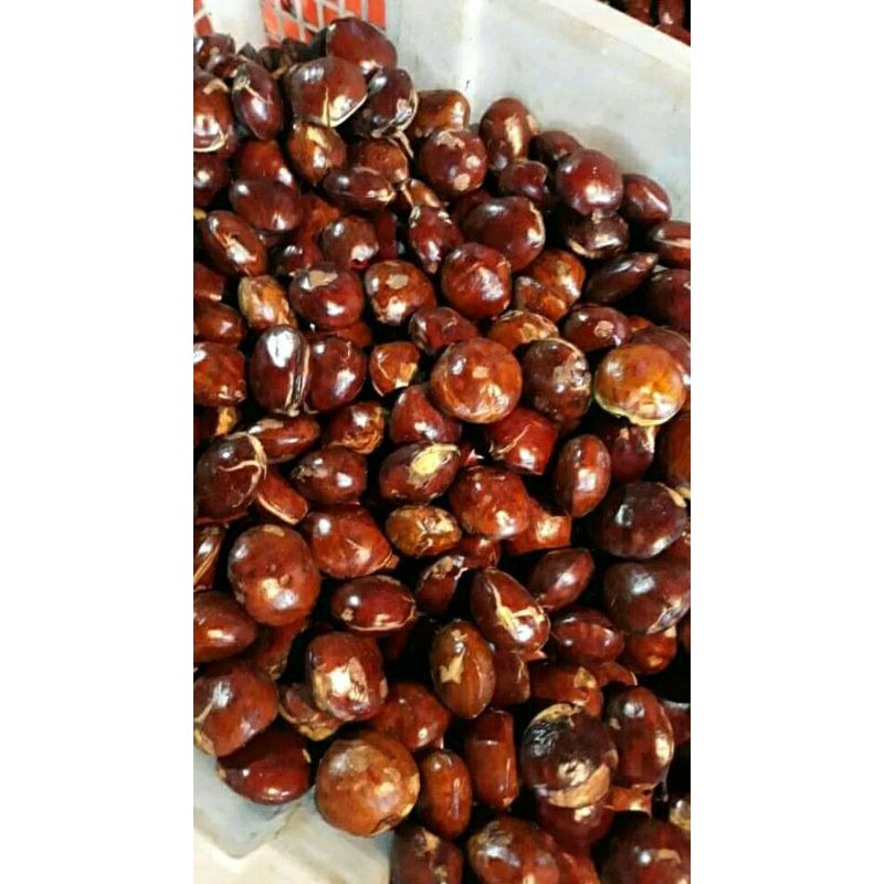 

jengkol tua