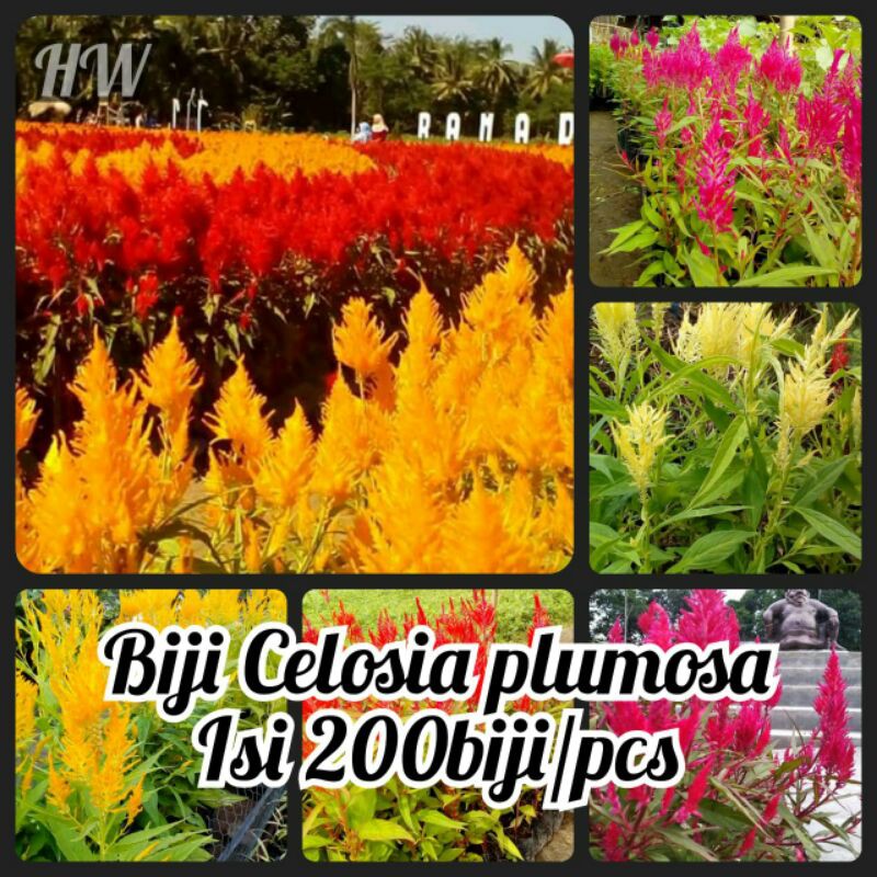BIJI BUNGA CELOSIA PLUMOSA