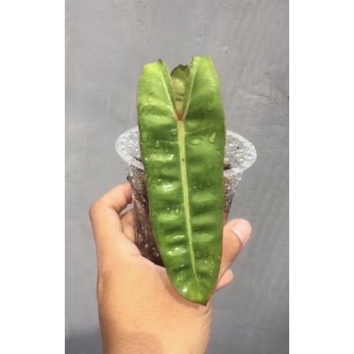 philodendron billietiae