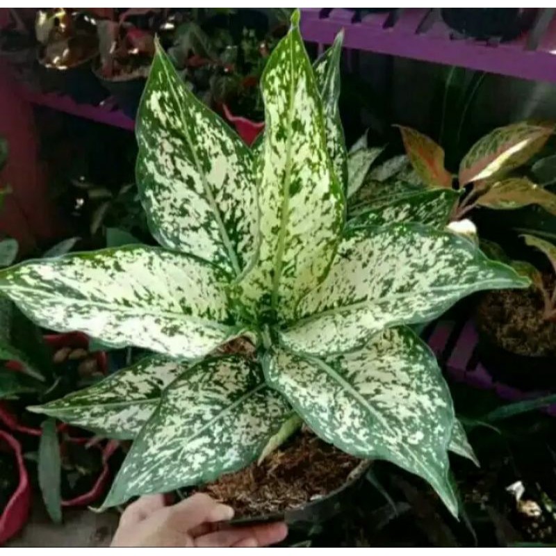 aglonema snow white indukan