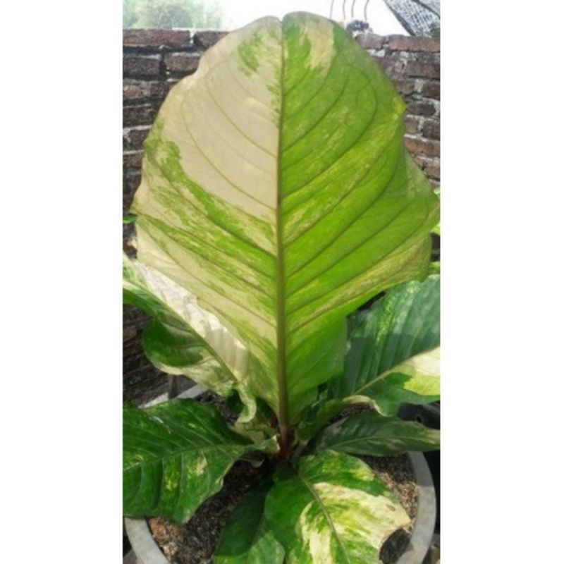 NEW PROMO Bibit Anthurium hookeri variegata / hokeri varigata (pink)