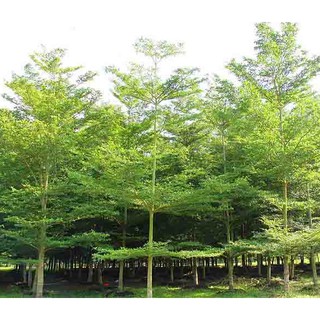 Pohon Rindang Ketapang Kencana Tanaman Pelindung Shopee Pohon Rindang Ketapang Kencana Tanaman Pelindung Shopee