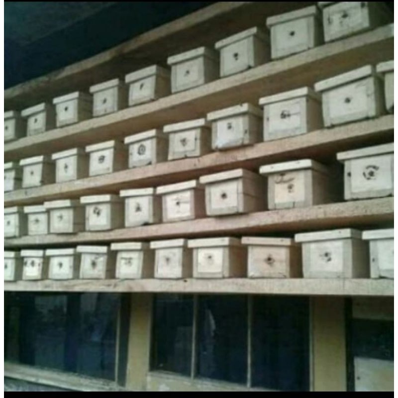 Bibit Klenceng Ternak Lebah Madu Murni