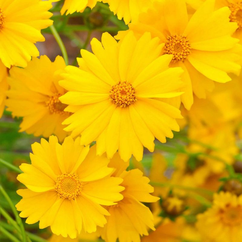 5 Biji Benih Bibit Bunga Langka Petunia Colorful Termurah Mudah Hidup Warna Menarik Mudah Hidup-Lanceleaf coreopsis