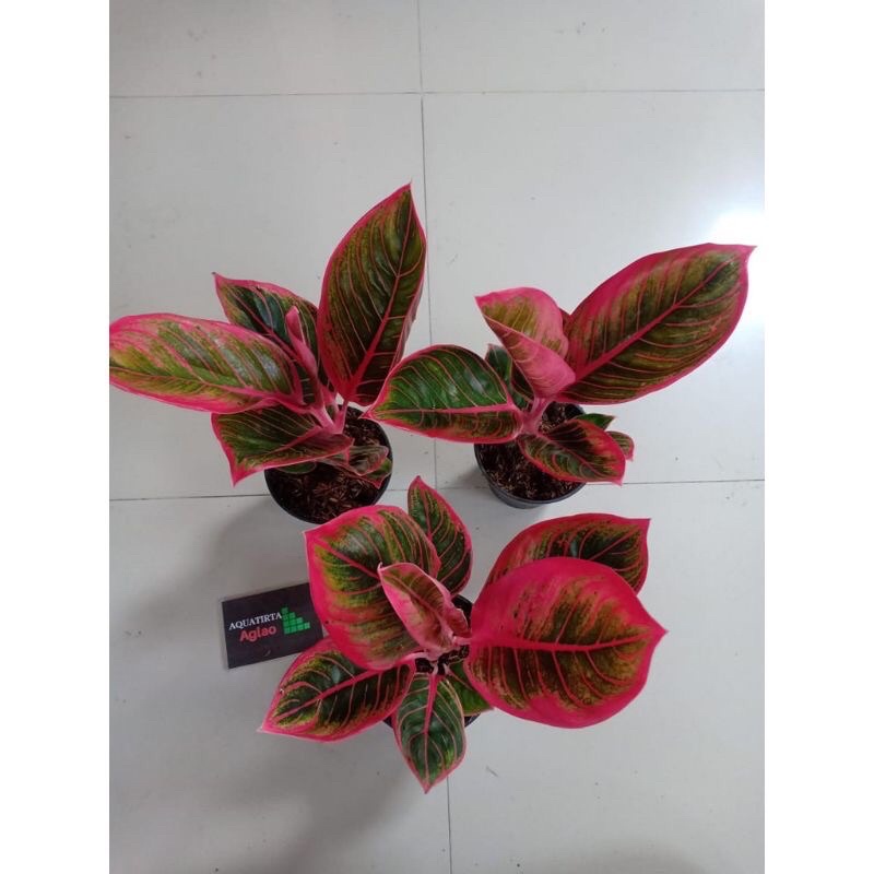 bibit anakan aglonema kanza daun 1/2