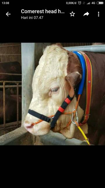 Adjustable Head halter sapi.