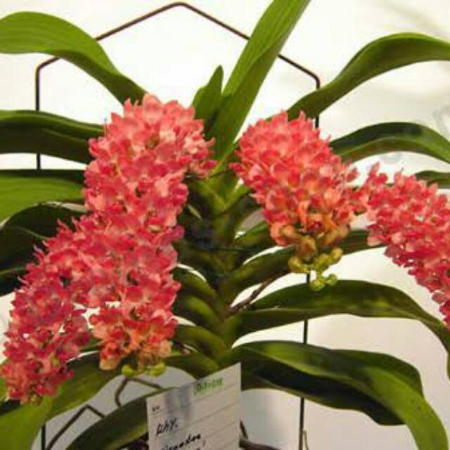 Rhynchostylis gigantea peach jumbo