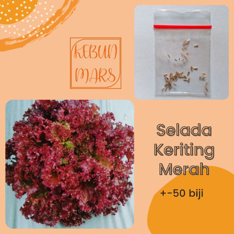 Benih Selada Keriting Merah