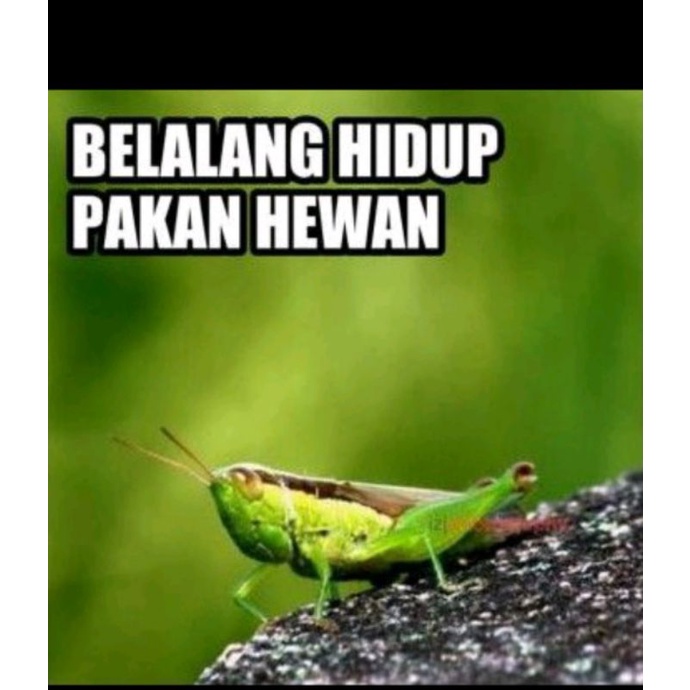Belalang kecil hidup