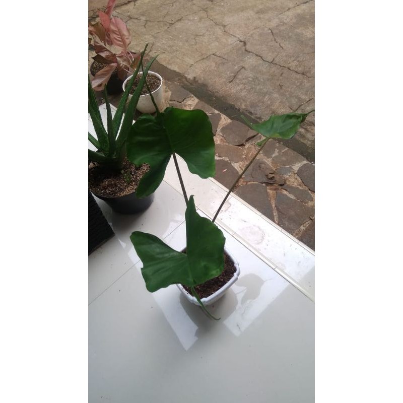 Tanaman hias alocasia stingray