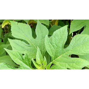 

Daun Insulin 1 kg