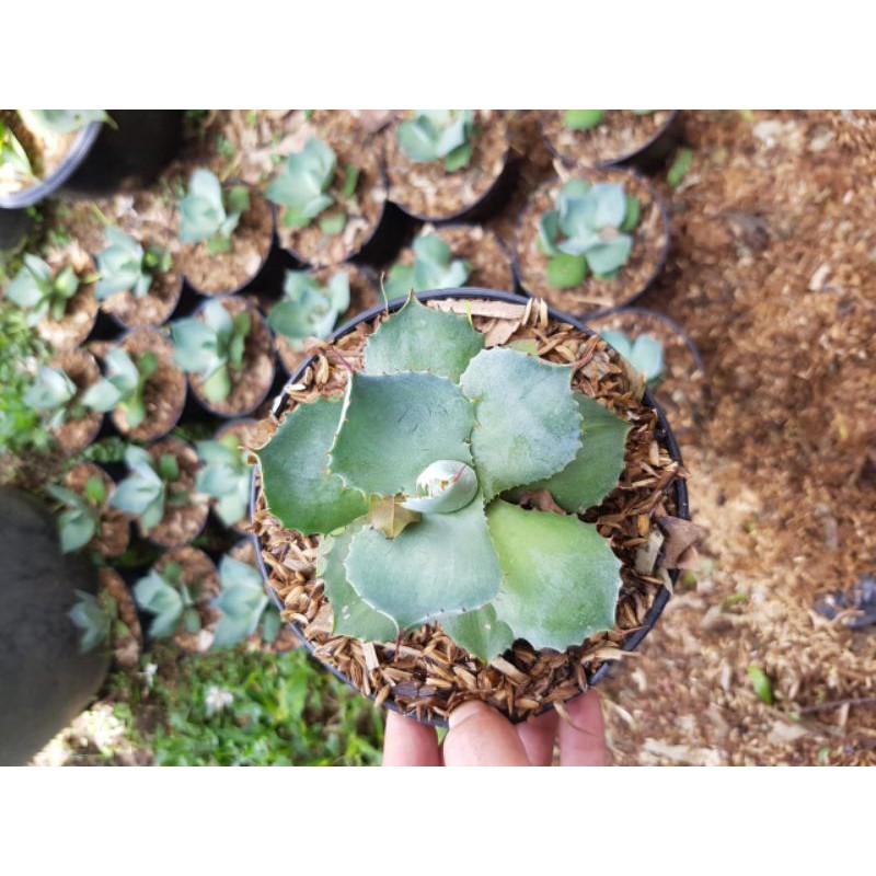 KAKTUS SUKULEN AGAVE