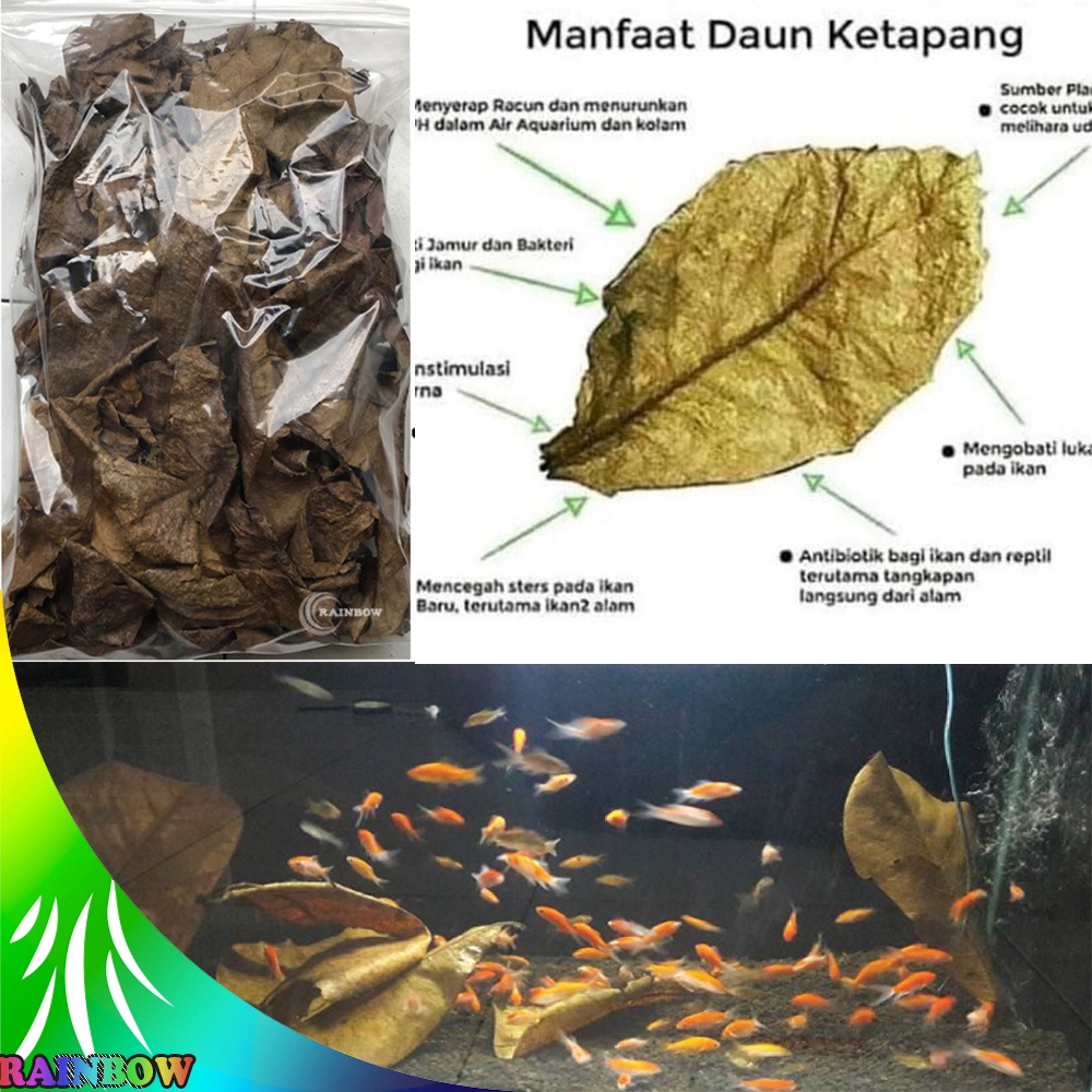 Daun Ketapang Laut 30 Gram Sudah Di Olah Tanpa Tulang Daun Ketapang Asli Obat Ikan Menurunkan PH Air Mengurangi Stres Pada Ikan