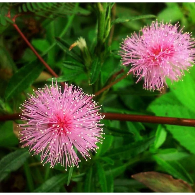 tanaman putri malu tanaman herbal putri malu tanaman hias putri malu