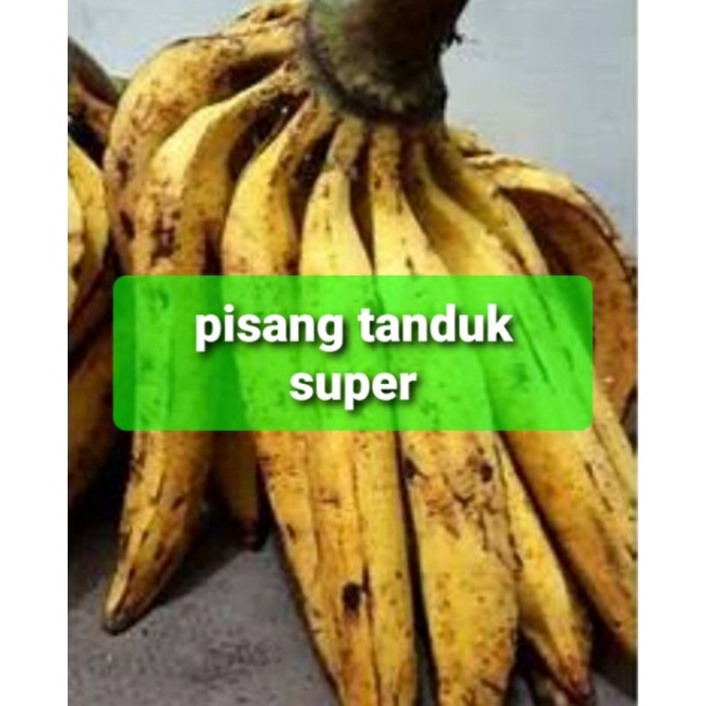 

pisang tanduk super/1,biji