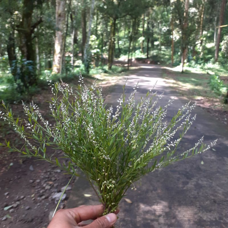 DIARY PETANI - Tanaman Akar Wangi Polygala Panyculata