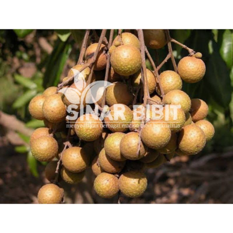 bibit kelengkeng Bangkok hasil okulasi super jumbo