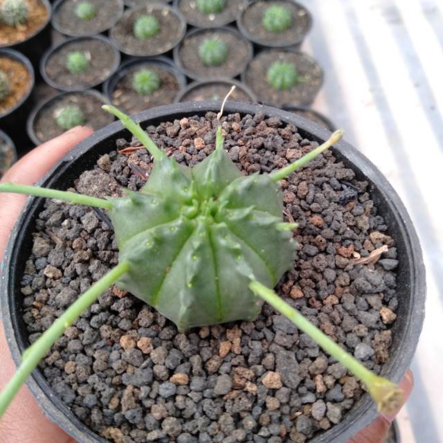 kaktus sukulen// euphorbia valida