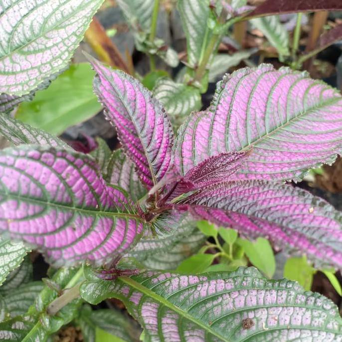 BIBIT TANAMAN KEJI BELING UNGU - POHON DAUN KEJI BELING - OBAT HERBAL PREMIUM