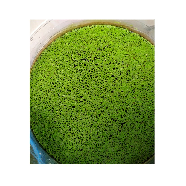 Tanaman Air - MATA LELE / Lemna / Duckweed - u Pakan Alternatif - Suplai Oksigen Ikan - Air lebih Sehat