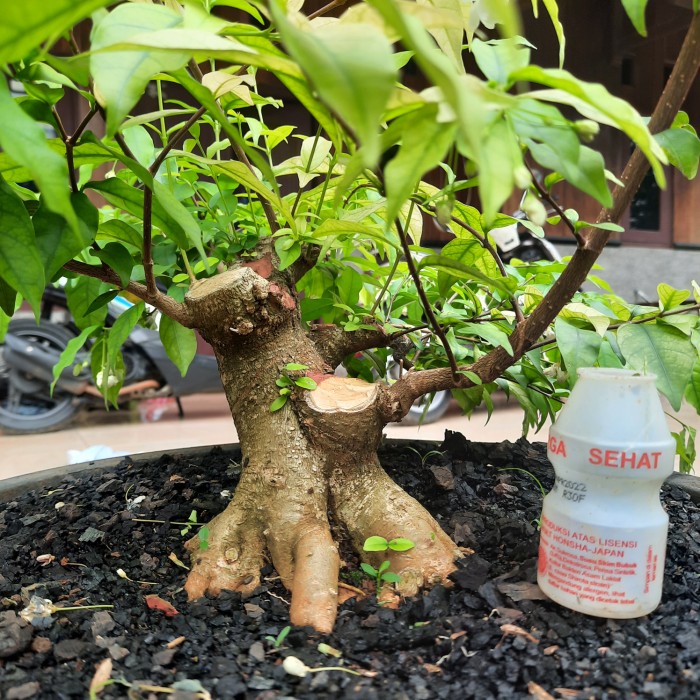 Pohon Bonsai Anting Putri Besar