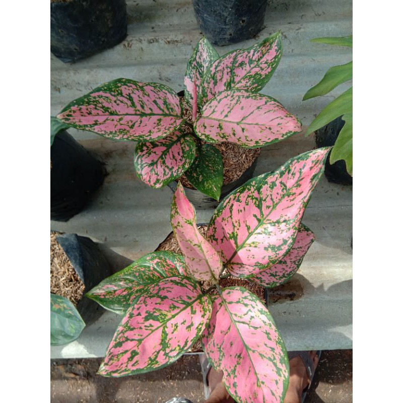 AGLAONEMA LEDY VALENTINE INDUKAN TUNGGAL