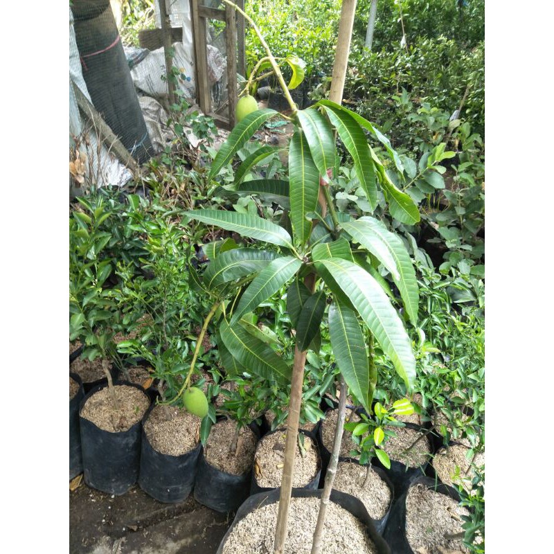 Paket 4 bibit sawo jumbo sawo alano jumbo sawo manis jumbo - WISATA AGROTANI MULIA