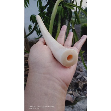 pipa rokok iga duyung