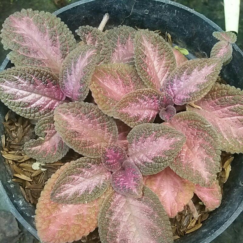 episcia ungu